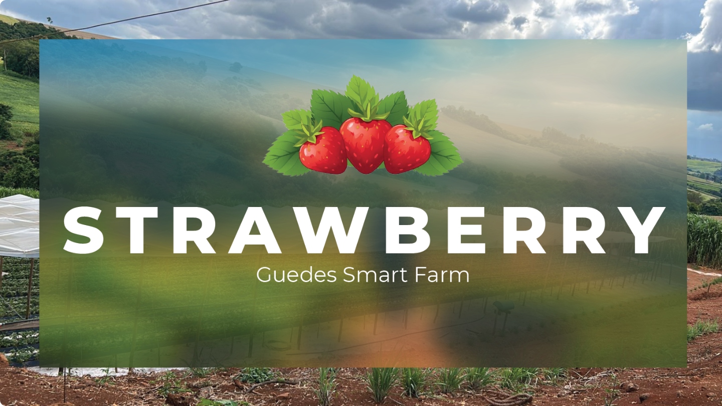 Guedes Smart Farm é selecionada para piloto sul-coreano de produção de morangos de alta qualidade em Ivaiporã